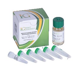 INTACT GENOMICS INC Methionine Auxotrophic LBA4404 Agrobacterium ElectroCompetent