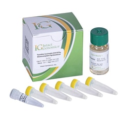 INTACT GENOMICS INC&nbsp;Thymidine Auxotrophic EHA105 Agrobacterium ElectroCompetent Cells 15x50µL