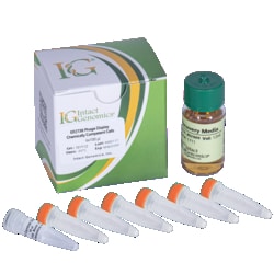 ig ER2738 Phage Display Chemically Competent Cells 24x50μl