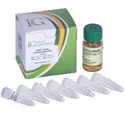 INTACT GENOMICS INC igMax™ DH10B ElectroCompetent Cells 6x100µl