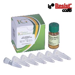 INTACT GENOMICS INC ig ccdB Resist Electrocompetent E. coli Cells 6x50μl,