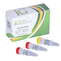 INTACT GENOMICS INC&nbsp;Hot Start Taq 2x Master Mix 500 Reactions