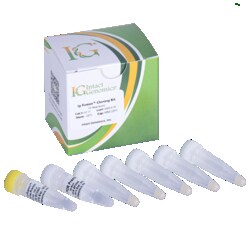 INTACT GENOMICS INC ig-Fusion Cloning Kit 100 Reactions, Quantity: Each