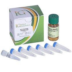 INTACT GENOMICS INC BL21 Chemically Competent Cells 24x50µl, Quantity: