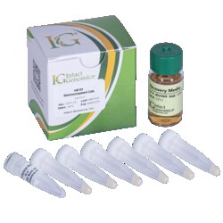 INTACT GENOMICS INC HB101 Electrocompetent Cells 6x50μl, Quantity: Pack