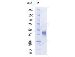Sino Biological Recombinant Cynomolgus Nectin-4 Protein (ECD, His Tag), HPLC-verified, Endotoxin-Free