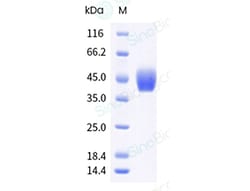 Sino Biological Recombinant Cynomolgus Tissue Factor Protein (His & AVI Tag), Avi-tag Biotinylated, HPLC-verified
