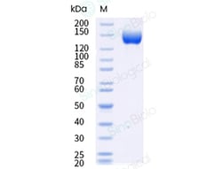 Sino Biological Recombinant Cynomolgus CNTN6 Protein (His & AVI Tag), Avi-tag Biotinylated, HPLC-verified