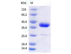Recombinant Cynomolgus, Rhesus BCMA Protein (mFc Tag), HPLC-verified