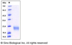 Sino Biological&nbsp;Recombinant Mouse SCF Protein (ECD, His Tag), HPLC-verified