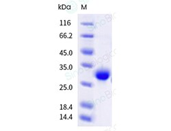 Sino Biological&nbsp;Recombinant Cynomolgus CD8 alpha Protein (His & AVI Tag), Avi-tag Biotinylated, HPLC-verified