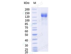 Sino Biological&nbsp;Recombinant Cynomolgus LDLR/LDL Receptor Protein (His & AVI Tag), Avi-tag Biotinylated, HPLC-verified