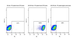 Sino Biological&nbsp;Recombinant Human CD70/CD27 Ligand Protein (Site-Specific PE Conjugation, ECD, Trimer, His Tag)
