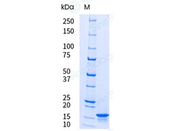 Sino Biological&nbsp;Recombinant Human IL-20 Protein, HPLC-verified, Endotoxin-Free