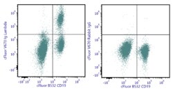 cFluor V670 aHu Ig Lambda Anti