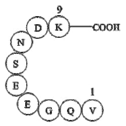 Apexbio Technology LLC&nbsp;β-Interleukin I (163-171), human 106021-96-9 25mg