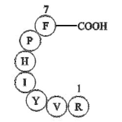 Apexbio Technology LLC&nbsp;Angiotensin III (human, mouse) 13602-53-4 5mg