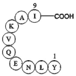 Apexbio Technology LLC&nbsp;ferritin heavy chain fragment [Multiple species] 5mg