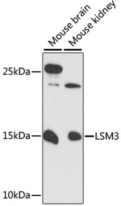ABclonal Technology&nbsp;LSM3 Rabbit pAb
