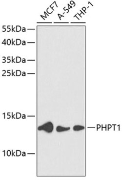 ABclonal Technology&nbsp;PHPT1 Rabbit pAb