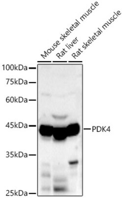 ABclonal Technology PDK4 Rabbit pAb, Quantity: Each of 1