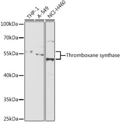 ABclonal Technology&nbsp;Thromboxane synthase Rabbit pAb