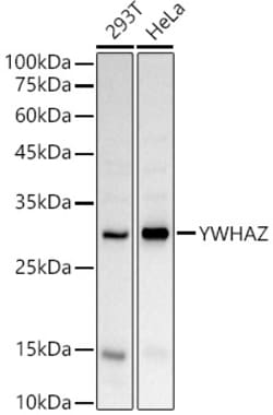 ABclonal Technology&nbsp;YWHAZ Rabbit pAb