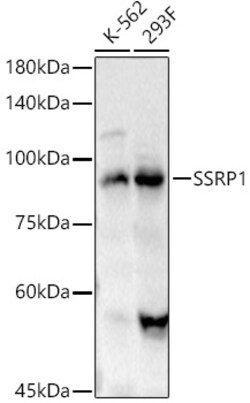 ABclonal Technology&nbsp;SSRP1 Rabbit pAb