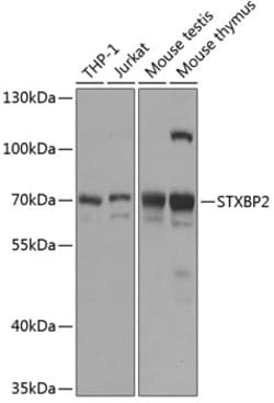 ABclonal Technology&nbsp;STXBP2 Rabbit pAb