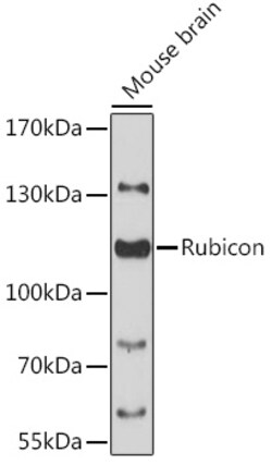 ABclonal Technology&nbsp;Rubicon Rabbit pAb