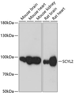 ABclonal Technology&nbsp;SCYL2 Rabbit pAb