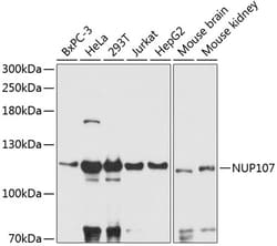 ABclonal Technology&nbsp;NUP107 Rabbit pAb