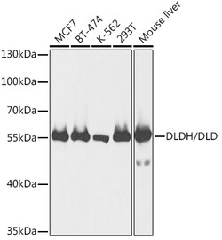 ABclonal Technology&nbsp;DLDH/DLD Rabbit pAb