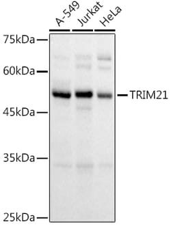 ABclonal Technology&nbsp;TRIM21/SS-A Rabbit pAb