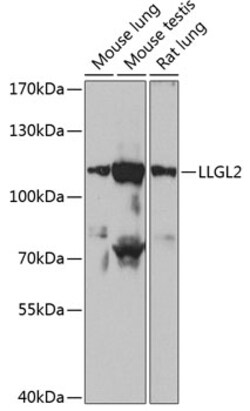 ABclonal Technology&nbsp;LLGL2 Rabbit pAb