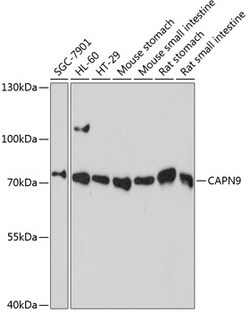 ABclonal Technology&nbsp;CAPN9 Rabbit pAb