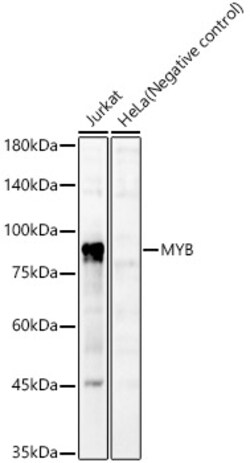 ABclonal Technology&nbsp;MYB Rabbit pAb