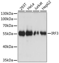 ABclonal Technology&nbsp;IRF3 Rabbit pAb