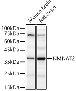 ABclonal Technology&nbsp;NMNAT2 Rabbit pAb