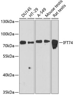 ABclonal Technology&nbsp;IFT74 Rabbit pAb