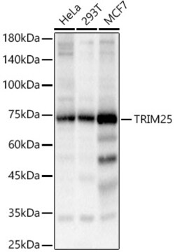 ABclonal Technology&nbsp;TRIM25 Rabbit pAb