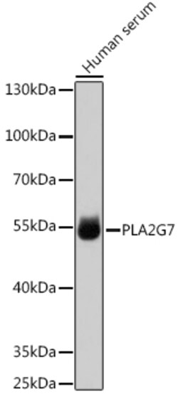 ABclonal Technology&nbsp;PLA2G7 Rabbit pAb