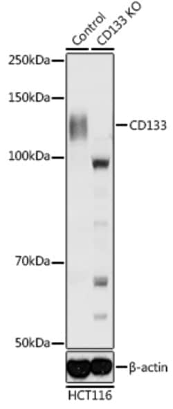 ABclonal Technology [KO Validated] CD133 Rabbit pAb