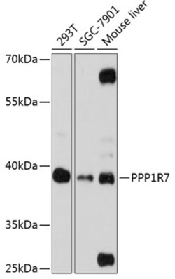 ABclonal Technology&nbsp;PPP1R7 Rabbit pAb