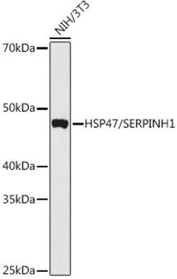 ABclonal Technology&nbsp;HSP47/SERPINH1 Rabbit pAb