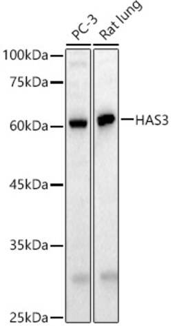 ABclonal Technology&nbsp;HAS3 Rabbit pAb