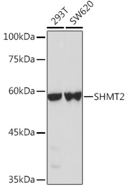 ABclonal Technology&nbsp;[KO Validated] SHMT2 Rabbit pAb