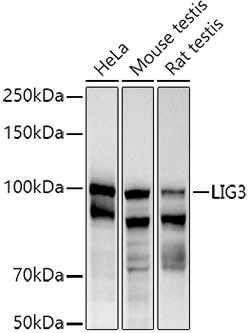 ABclonal Technology&nbsp;DNA Ligase III/LIG3 Rabbit pAb