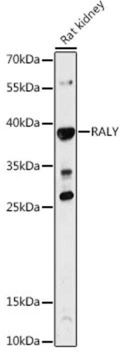 ABclonal Technology&nbsp;RALY Rabbit pAb