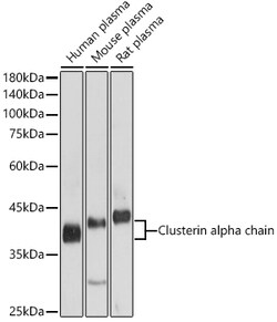 ABclonal Technology&nbsp;Clusterin alpha chain Rabbit pAb